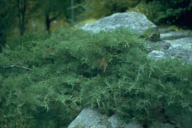 Rohtokataja
